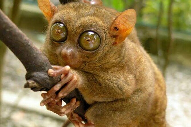 2025 Tarsier, Waterfalls & Chocolate Hills Tour - A Closer Look at the 2025 Tarsier, Waterfalls & Chocolate Hills Tour