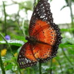 2Days 1Night Cameron Highland and Penang Island Private Tour from Kuala Lumpur - Penang Island: Culture, History, and Scenic Views