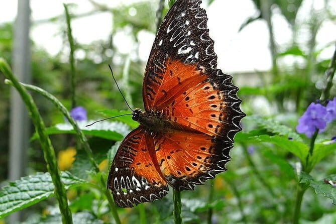 2Days 1Night Cameron Highland and Penang Island Private Tour from Kuala Lumpur - Penang Island: Culture, History, and Scenic Views