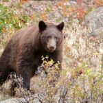 3/4 Day Rocky Mountain NP "Mountain to Sky+Bear Lake Rd" Tour - RMNPhotographer - Who Will Love This Tour?