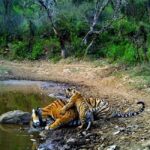 3-Day Adventure: Discover Agra, Ranthambore & Sariska - Practical Details and Insights