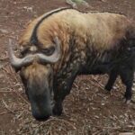 3 Day Bhutan Tour - FAQ