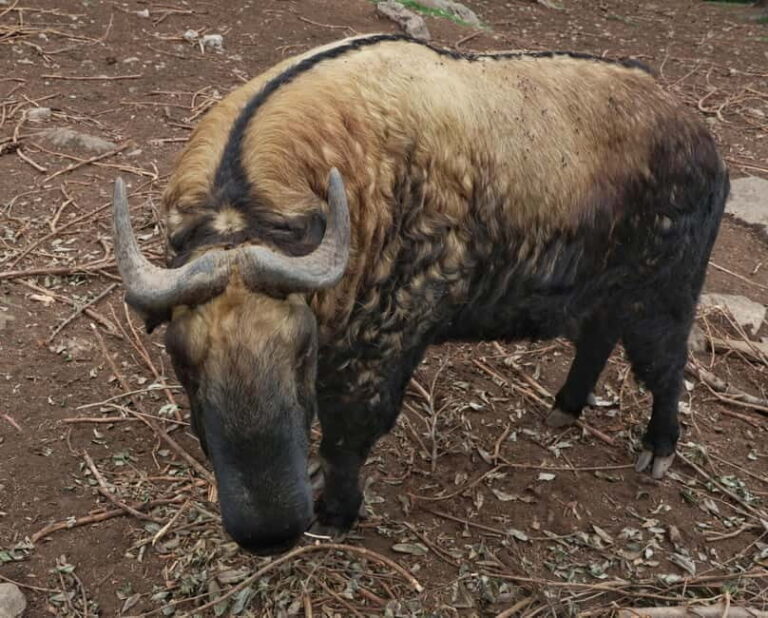 3 Day Bhutan Tour - FAQ