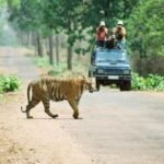 3-Day Chitwan Jungle Safari Adventure From Kathmandu/Pokhara - What Makes This Tour Stand Out?