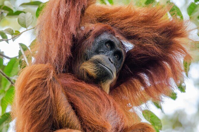 3-Day Ethical Orangutan Jungle Trek | Bukit Lawang, Sumatra - Why This Trek Offers Great Value