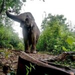 3-Day Kindred Spirit Elephant Sanctuary Chiang Mai - Frequently Asked Questions