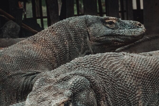 3-Day Komodo National Park Tour: Komodo Island and Rinca Island Trek - Who Will Love This Tour?