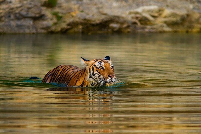 3-Day Private Ranthambhore Tiger Tour Including Delhi, Agra, Jaipur - FAQ