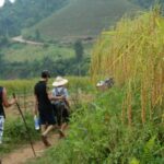 3-Day Trek in Amazing Muong Hoa Valley & ethnic Homestay - FAQ