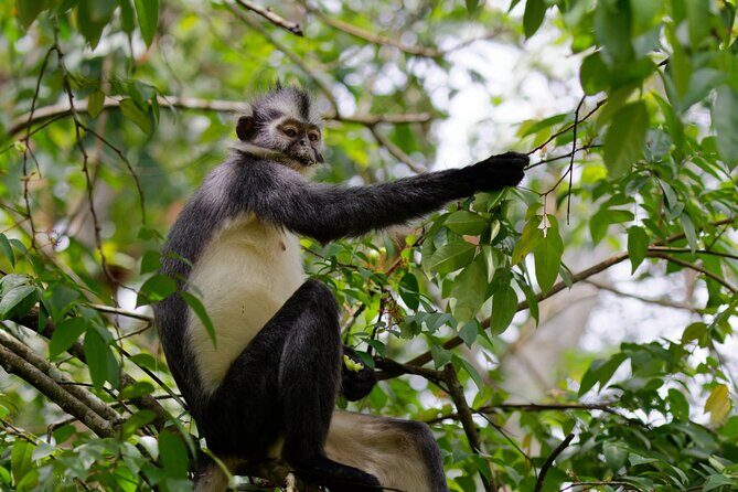 3 Days Bukit Lawang Tour (Happy Jungle) - Explore the Heart of Sumatra: Bukit Lawang and Beyond