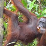 3 Days Deluxe Cabin Houseboat Orangutan Tanjung Puting - Why This Tour Offers Great Value