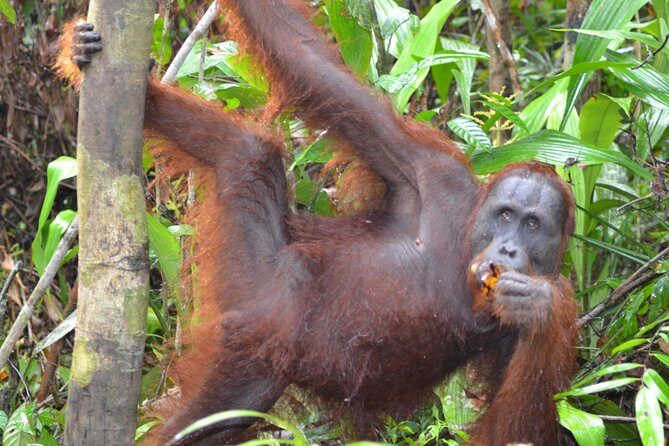3 Days Deluxe Cabin Houseboat Orangutan Tanjung Puting - Why This Tour Offers Great Value
