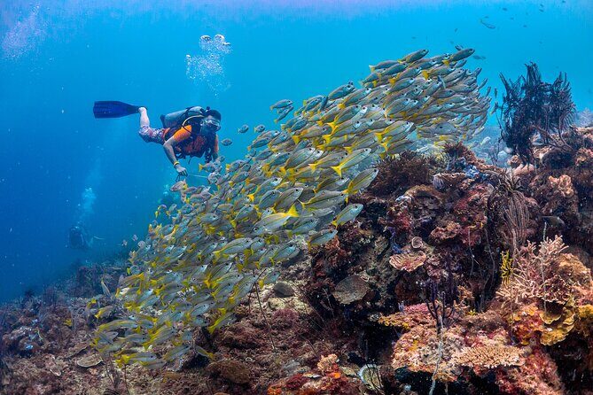 (3 Days) PADI Open Water Diver Course Kota Kinabalu - The Sum Up