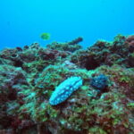 3 Days Phuket Open Water Diver Course & Scuba with License Guide - The Practical Details