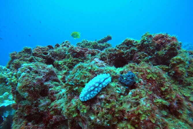 3 Days Phuket Open Water Diver Course & Scuba with License Guide - The Practical Details