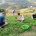 3-Days Sapa Trekking With Local Guide Overnight in Tavan Village - What the Tour Includes and What to Consider