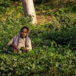 3 Days Teagarden and Rainforest Tour in Sreemangal - The Sum Up