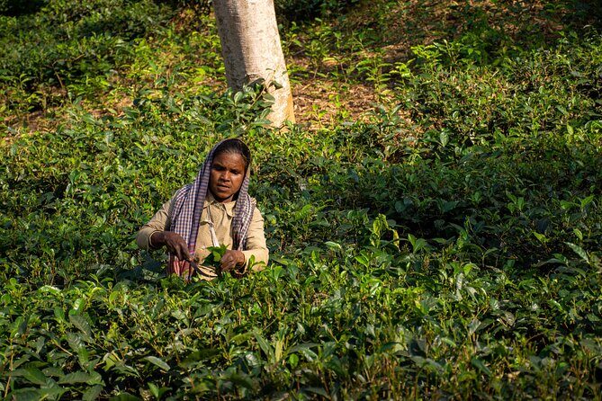 3 Days Teagarden and Rainforest Tour in Sreemangal - The Sum Up