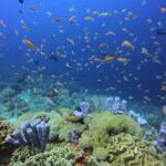 3 Epic Dives in Nusa Penida - Certified Divers' Day Trip - The Experience in Detail