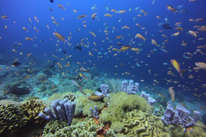 3 Epic Dives in Nusa Penida - Certified Divers' Day Trip - The Experience in Detail