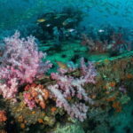 3 Fun Dives King Cruiser Wreck and Koh DokMai for Certified diver - A Deep Dive into the Phuket Underwater Tour