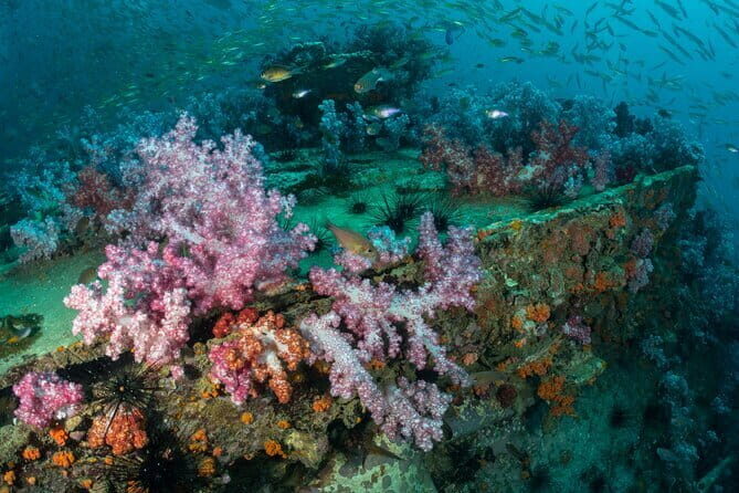 3 Fun Dives King Cruiser Wreck and Koh DokMai for Certified diver - A Deep Dive into the Phuket Underwater Tour