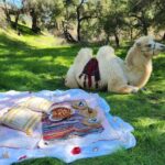 3 Hour Camel Trek into the Forest and Ranch in California - An In-Depth Look at the 3-Hour Camel Trek Experience