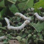 3-Hour Cultural Tour in Hoi An Silk Village with Local Meal - Authenticity & Value: Who Will Appreciate This Tour?