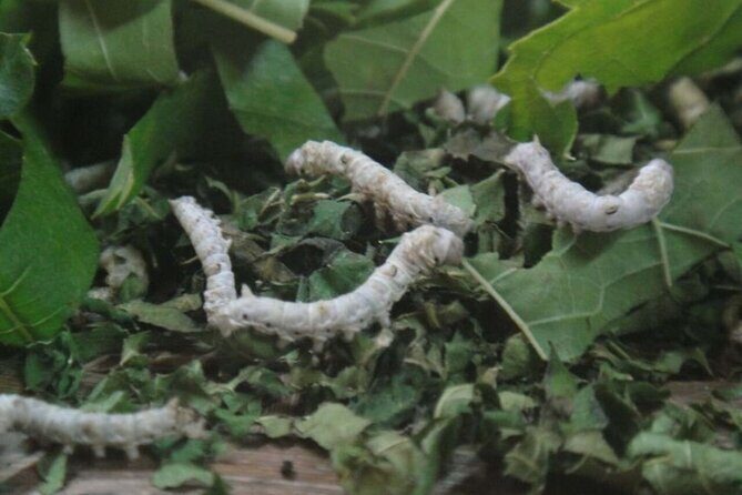 3-Hour Cultural Tour in Hoi An Silk Village with Local Meal - Authenticity & Value: Who Will Appreciate This Tour?