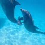 3 Hour Dolphin Tour and Snorkeling in Shell Island - A Deep Dive into the Experience