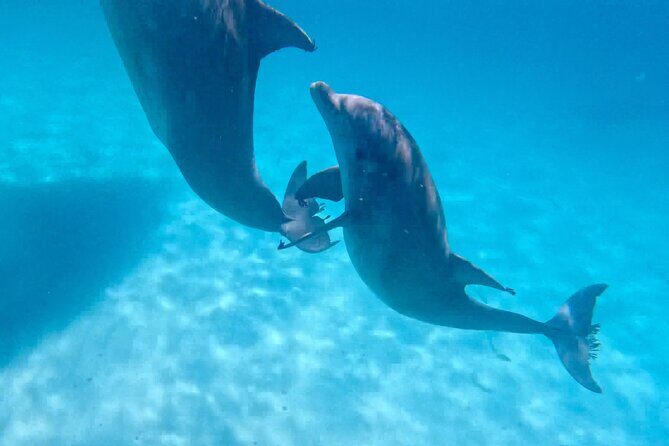 3 Hour Dolphin Tour and Snorkeling in Shell Island - A Deep Dive into the Experience