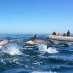 3-Hour Guided Whale and Dolphin Watching Experience in San Diego - The Mechanics of the Tour