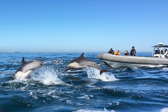 3-Hour Guided Whale and Dolphin Watching Experience in San Diego - The Mechanics of the Tour