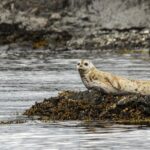 3 Hour Kayaking Tours from Friday Harbor - Practical tips and considerations