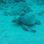 3-Hour Small-Group Maalaea Luxury Snorkel Cruise Tour - Why This Tour Is Worth It