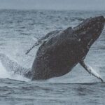 3-Hour Whale Watching Tour from Monterey - Why This Tour Works for Different Travelers