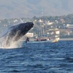 3-Hours Dolphin and Turtle Watching in Puerto Escondido - Exploring the Puerto Escondido Dolphin and Turtle Watching Tour: What You Need to Know