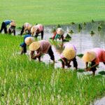 3 Hours Motorbike Tour in Hoi An Countryside. - Why This Tour Offers Good Value