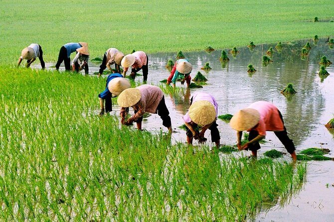 3 Hours Motorbike Tour in Hoi An Countryside.