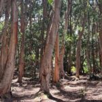3 Hours Private Hiking and Bushwalking in the Aiea Loop Trail - A Detailed Look at the Aiea Loop Trail Experience