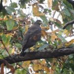 3 Nights 4 Days Bardia Tiger Tracking Tour | Bardia Jungle Safari - Practical Aspects and Value