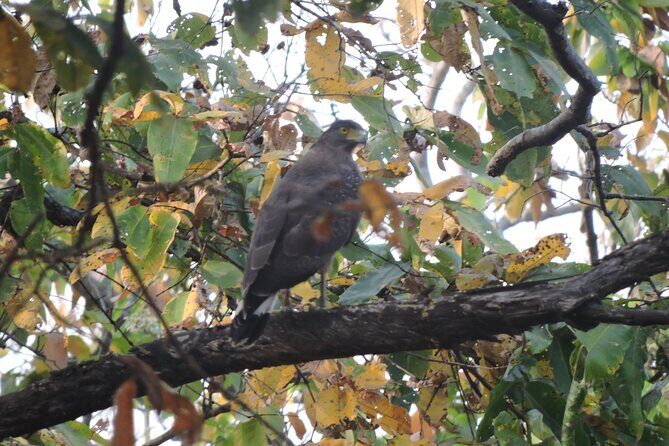 3 Nights 4 Days Bardia Tiger Tracking Tour | Bardia Jungle Safari - Practical Aspects and Value