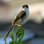 3 Nights 4 Days Chitwan National Park with Tower Night Stay - Why This Tour Works