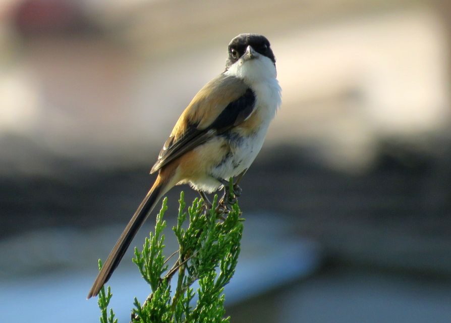 3 Nights 4 Days Chitwan National Park with Tower Night Stay - Why This Tour Works