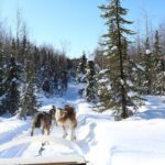 30-minute Dog Sledding Tour in Fairbanks (without transportation) - What Truly Sets This Tour Apart