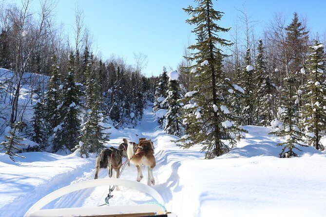 30-minute Dog Sledding Tour in Fairbanks (without transportation) - What Truly Sets This Tour Apart