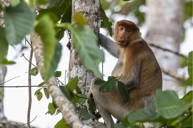 3D2N Kinabatangan River Cruise - FAQs