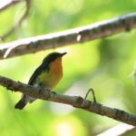 3hours Primeval Forest and Stunning Views of Cliff Trekking Tour - Who Should Book This Tour?