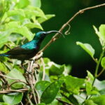 4-Day Adventure Tour: Colombo to Sinharaja, Ella & Beyond - What’s Included and What’s Not?