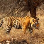 4-Day Private Ranthambhore Tiger Tour Including Delhi, Agra and Jaipur - Final Thoughts: Who Will Love This Tour?
